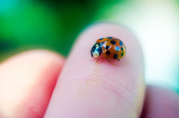 ladybug on hand, ladybug close-up, insects