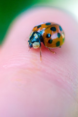 ladybug on hand, ladybug close-up, insects