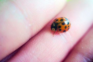 ladybug on hand, ladybug close-up, insects