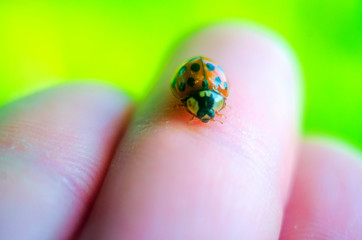ladybug on hand, ladybug close-up, insects