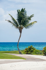 Dancing coconut palm with azure Caribbean sea on the background