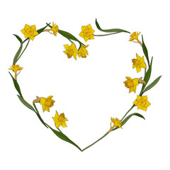 Heart frame made of yellow daffodils. Template with yellow spring flowers on white background for your season design