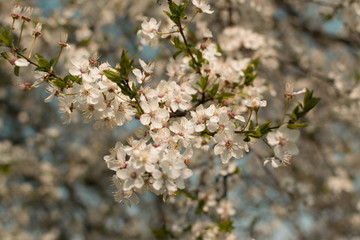 Beautiful Blossom Cherry Tree Flowers and Buds