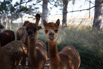 alpaca portraits: sweet, funny face collection for animal lovers