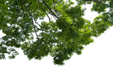 Tree isolated on white background