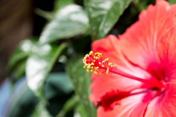 ハイビスカス