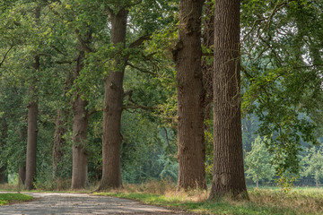 Road leads into summer forest.