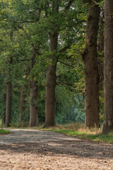 Road leads into summer forest.