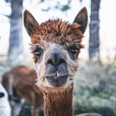 alpaca portraits: sweet, funny face collection for animal lovers