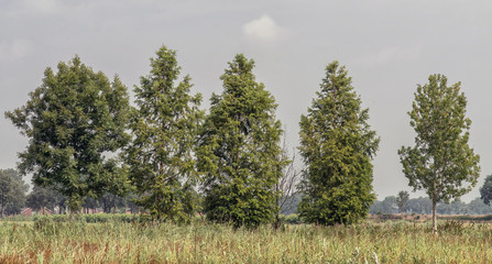 Obraz premium Reed and row of trees under blue cloudy sky.
