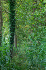 Tree trunk in ivy in forest during summer.
