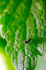 black ant on a green leaf, ant, insect