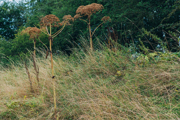 Dried hogweed between tall grass on the edge of forest.