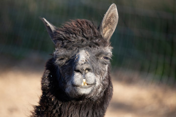 Obraz premium alpaca portraits: sweet, funny face collection for animal lovers