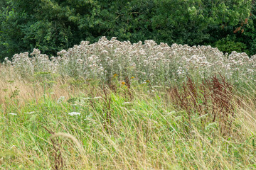 Tall grass and fluffy plants at edge of forest during summer.