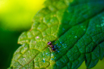 black ant on a green leaf, ant, insect