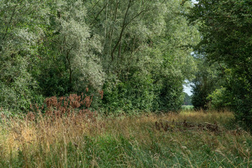 Forest meadow with tall grass and reed during summer.
