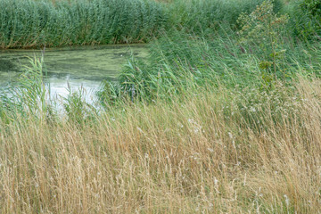 Ditch with tall grass and reed during summer.