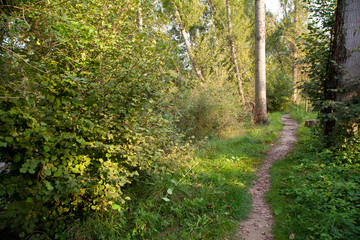 Fototapeta premium Camino en un bosque en verano