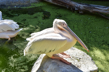 pelecanus onocrotalus in a zoo
