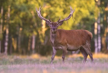 Large majestic red deer stag in the sunlight. Deer grazing on the meadow. Cervus elaphus. Red deer stag, majestic powerful adult animal outside autumn forest. Big animal in the nature forest habitat. 
