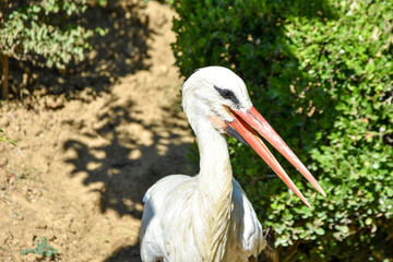 The stork in the zoo