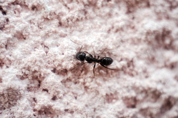 black ant close-up, ant, insect, black ant