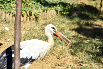 The stork in the zoo