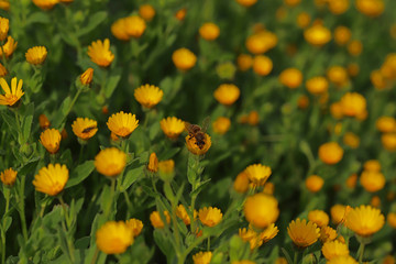 The same safa plant ; Calendula officinalis