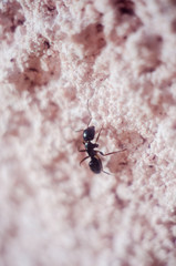 abstract wallpaper with black ant, black ant close-up, insect
