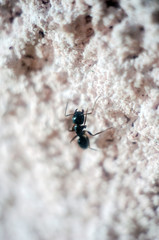abstract wallpaper with black ant, black ant close-up, insect