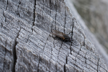 insect