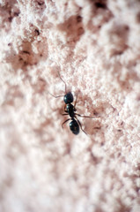 abstract wallpaper with black ant, black ant close-up, insect