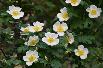 White flowers of rose hips