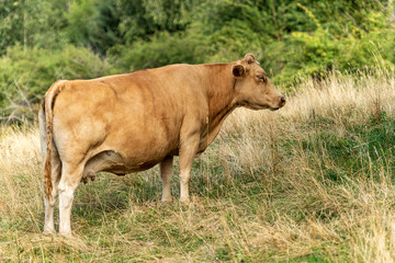 Brown dairy cow standing in a mountain pasture, Italian Alps, south Europe