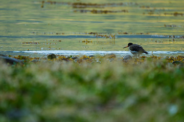 Oystercatcher on the shore of Geiranger fjord