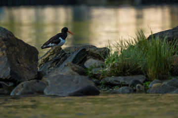 Oystercatcher on the shore of Geiranger fjord