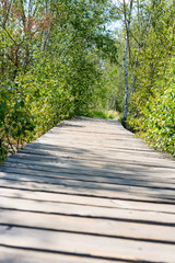 Obraz premium Holzpfad im Naturreservat Soos im Egerbecken in Tschechien
