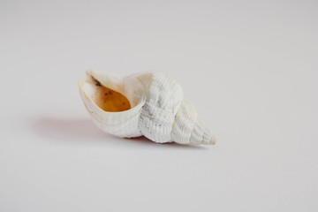 Shell cockleshell is isolated on white background, close up