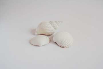 Shell cockleshell is isolated on white background, close up
