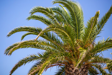 Obraz na płótnie Canvas palm tree on background of blue sky