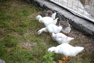 White  ducks on a grass