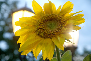 Naklejka premium Lonely sunflower against a cloudy sky