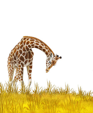 Safari - giraffes on the meadow - illustration for children