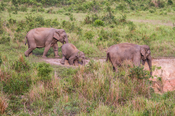 Naklejka na ściany i meble Elephant family in jungle. Cute elephant family view