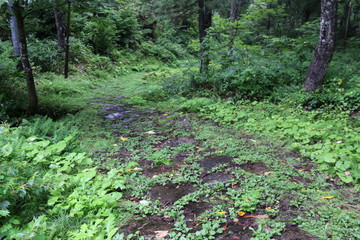 Obraz premium 塩の道 千国街道の風情