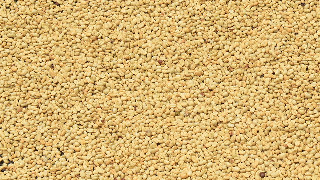Close up of coffee beans for background                               