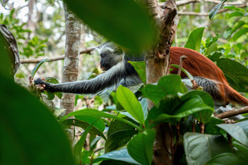 Zanzibar Red Colobus monkey - obrazy, fototapety, plakaty
