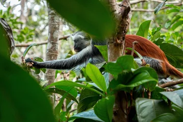 Fotobehang Zanzibar Red Colobus monkey © Dariusz Jarzabek