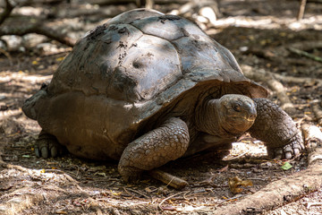 Obraz premium Giant tortoise in Zanzibar